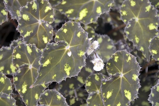 Oblique leaf, Begonia boweri, var. nigramarga, Mexico