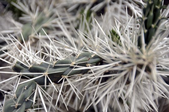 Prickly pear cactus, Opuntia tunicata, Mexico