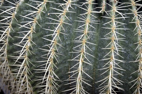Golden globe cactus, Echinocactus grusonii, mother-in-law's chair, Mexico