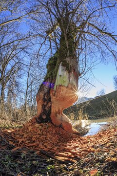 Beaver tracks on a tree, Loisach-Kochelsee moor, Sonnenstrahlen, Schlehdorf, Bavaria, Germany