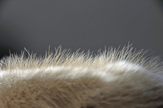 Fur of a two-month-old domestic cat (Felis silvestris f. catus), kitten