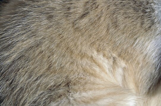 Fur of a two-month-old domestic cat (Felis silvestris f. catus), kitten