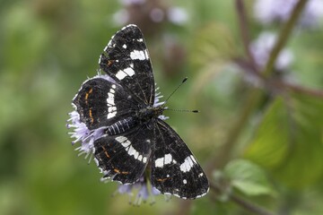 Map butterfly (Araschnia levana), summer generation, Emsland, Lower Saxony, Germany