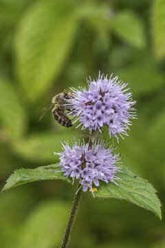 Honey bee (Apis mellifera) on water mint (Mentha aquatica), Emsland, Lower Saxony, Germany