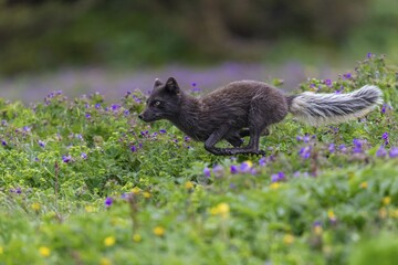 Dark arctic fox (Vulpes lagopus), ice fox, running through a flower meadow, sideways, summer, Hornstrandir, Westfjords, Iceland