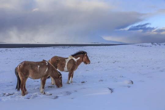 Two Icelandic horses standing in a snowstorm on the coast, winter, Akureyri, North Iceland, Iceland