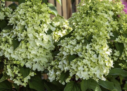 Panicle hydrangea (Hydrangea paniculata) . flowering, Baden-W&uuml;rttemberg, Germany