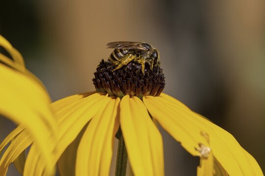 Honey bee (Apis mellifera) collecting nectar on a coneflower (Rudbeckia hirta), Baden-W&uuml;rttemberg, Germany