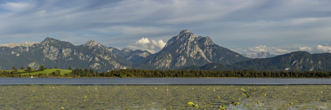 Lake Hopfensee, lakeshore with numerous water lilies, behind it the Tegelberg and the S&auml;uling, Ammergau Alps, near F&uuml;ssen, Ostallg&auml;u, Allg&auml;u, Upper Swabia, Swabia, Bavaria, Germany