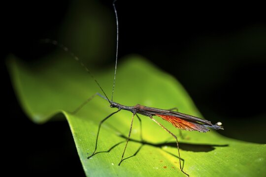 Stick insect (Phasmatodea) sitting on a leaf, at night in the tropical rainforest, Refugio Nacional de Vida Silvestre Mixto Bosque Alegre, Alajuela province, Costa Rica