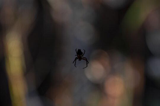 Orb-weaver spider (Araneidae) in its web, Silhouette against the light at night, Creepy night shot, At night in the tropical rainforest, Refugio Nacional de Vida Silvestre Mixto Bosque Alegre, Alajuela province, Costa Rica