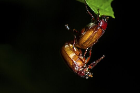 Two large brown beetles mating, sitting on a leaf, at night in the tropical rainforest, Refugio Nacional de Vida Silvestre Mixto Bosque Alegre, Alajuela province, Costa Rica