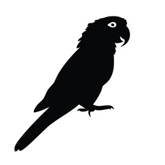 Parrot silhouette on white background.