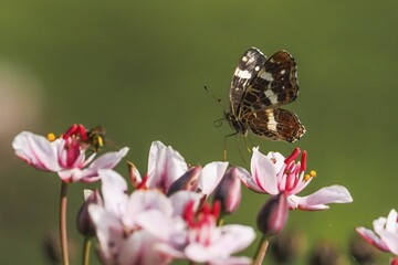 A map butterfly (Araschnia levana) sitting on pink flowers, green background, Hesse, Germany