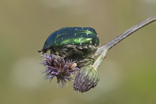 Copper rose beetle (Protaetia cuprea), Vilnius, Lithuania