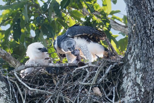 Female Harpy Eagle, Harpia harpyja, feeding her 4 month old chick with a capuchin monkey, Alta Floresta, Amazon, Brazil