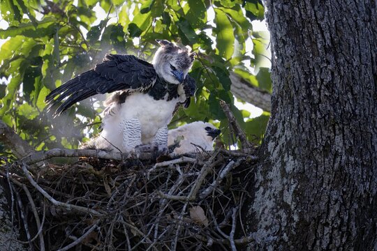 Female Harpy eagle, Harpia harpyja, with a pray in the nest with her chick, Alta Floresta, Amazon, Brazil