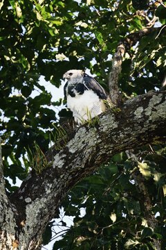 Female Harpy eagle, Harpia harpyja, sitting in a Brazilian Nut Tree, Alta Floresta, Amazon, Brazil