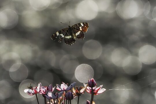 A map butterfly (Araschnia levana) flies over blooming flowers in front of a blurred background with light reflections and bokeh, Hesse, Germany