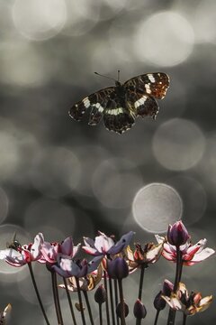 A map butterfly (Araschnia levana) flies over blooming flowers, surrounded by blurred light reflections and a soft bokeh, Hesse, Germany
