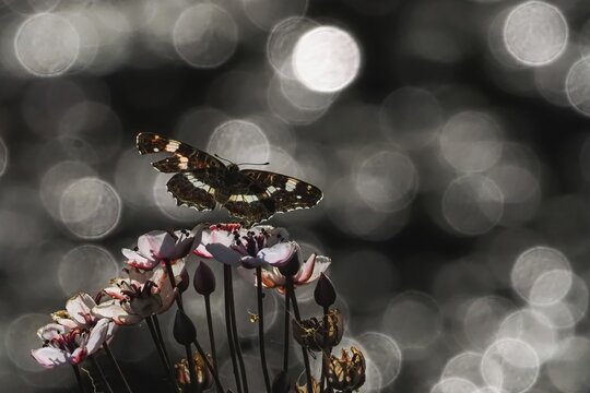 A map butterfly (Araschnia levana) approaching pink flowers, sparkling background, Hesse, Germany