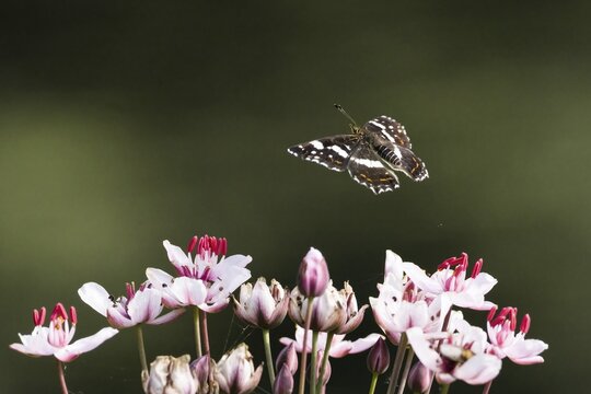 A map butterfly (Araschnia levana), summer generation, with outspread wings, flying over pink and white flowers against a greenish background, Hesse, Germany