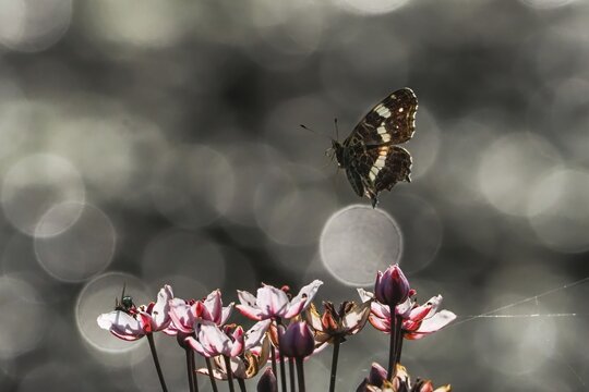 A map butterfly (Araschnia levana) flies over pink flowers, sparkling background, Hesse, Germany