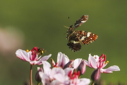 A map butterfly (Araschnia levana) flies over flowers of the flowering rush (Butomus umbellatus), green background, close-up, Hesse, Germany