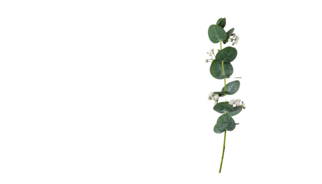 Eucalyptus branch with round green leaves and small white flowers on a stem, isolated on a white background png with transparency - Powered by Adobe