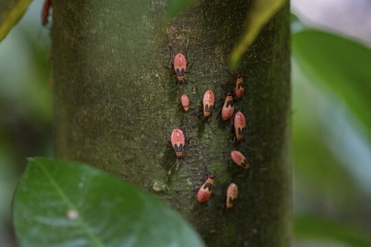 Nymphs of a common fire bug (Pyrrhocoris apterus) on a tree trunk, Carara National Park, Tarcoles, Puntarenas Province, Costa Rica