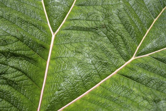 Mammoth leaf (poorman's umbrella), leaf structure, detail of a leaf, Po&aacute;s National Park, central highlands, Alajuela province, Costa Rica
