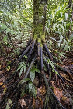 Roots of a stilt palm (Socratea exorrhiza), in the tropical rainforest, Laguna de Hule, Refugio Nacional de Vida Silvestre Mixto Bosque Alegre, Alajuela province, Costa Rica
