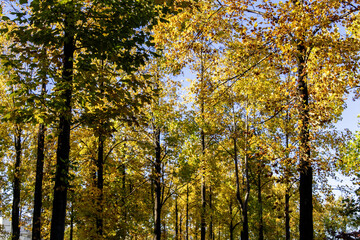 Fototapeta premium Japanese Park (Iruma Saienomori Park) - 42