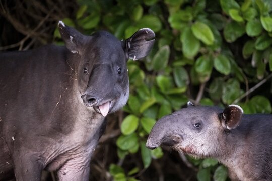 Baird's tapir (Tapirus bairdii), mother and young, looking into the camera, sticking out the tongue, animal portrait, funny, in the rainforest, Corcovado National Park, Osa, Puntarena Province, Costa Rica
