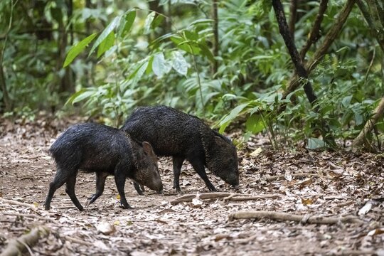 Collared peccary (Pecari tajacu), Two animals foraging in the rainforest, Corcovado National Park, Osa, Puntarena Province, Costa Rica