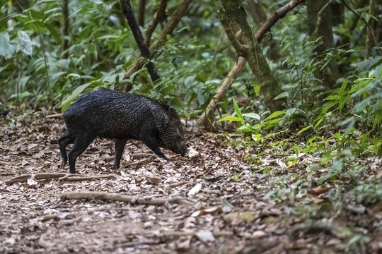 Collared peccary (Pecari tajacu) foraging in the rainforest, Corcovado National Park, Osa, Puntarena Province, Costa Rica