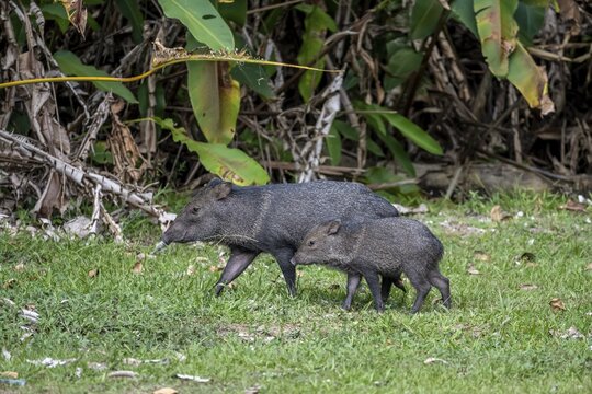 Collared peccary (Pecari tajacu), mother with young, Sirena, Corcovado National Park, Osa, Puntarena Province, Costa Rica