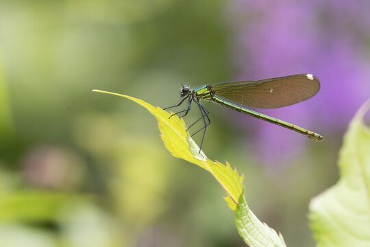 A Banded demoiselle (Calopteryx splendens), female, sitting on a leaf in front of a blurred background, Hesse, Germany