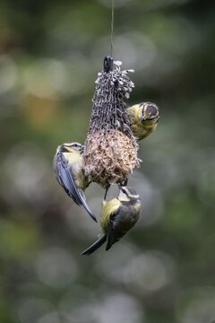 Blue tits (Parus caerulea) at the tit dumpling, Emsland, Lower Saxony, Germany