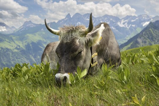 Allg&auml;u brown cattle (Bos primigenius taurus) on the Fellhorn, behind them the Allg&auml;u main ridge with Trettachspitze, M&auml;delegabel, Bockkarkopf and Hochfrottspitze, Allg&auml;u Alps, Allg&auml;u, Bavaria, Germany