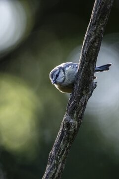 Blue tit (Parus caerulea), Emsland, Lower Saxony, Germany