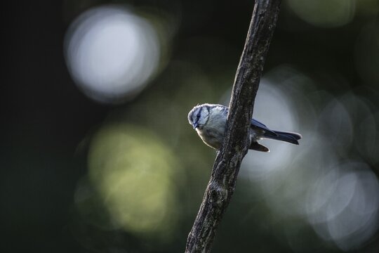 Blue tit (Parus caerulea), Emsland, Lower Saxony, Germany