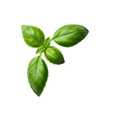 A single, elegant sprig of vibrant green basil leaves with intricate vein details, gracefully curved, isolated on a seamless transparent background, highlighting natural beauty and freshness