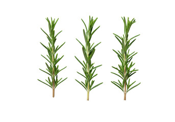 Fototapeta premium Three vibrant rosemary sprigs with green leaves, woody stems in a row, with coarse white sea salt, isolated on transparent, 45-degree macro studio, high-key light, pristine culinary concept