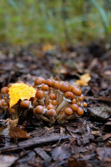 small mushrooms Strophariaceae grow in autumn forest. Cluster of brownish-beige fungi close up. Hypholoma capnoides is an edible mushroom. harvest time, picking fungi. Forest aesthetic