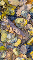 yellow autumn leaves lying on the ground