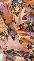 brown oak leaves lying on the ground