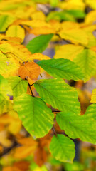colorful autumn leaves on a beautiful sunny day