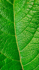green leaf with visible details. background or texture