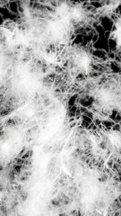 white goose down on a black background